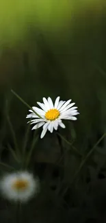 Mobile wallpaper featuring a lone daisy amid a dark green blurry background.