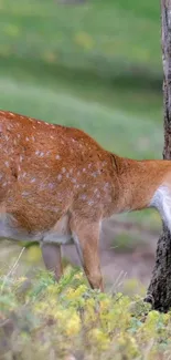 Deer resting against a tree in a lush green forest.