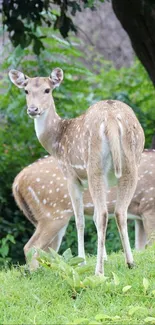 Two deer standing in a lush green forest scene.