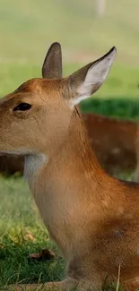 A serene deer resting in a lush green meadow, perfect for mobile wallpaper.