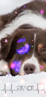 Calm dog with lights and peace design in snow.