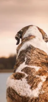 A serene dog sits by a calm lake, gazing into the distance.