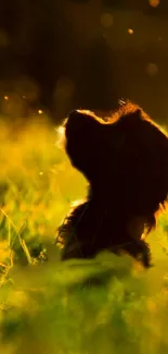 Silhouette of a dog in a golden sunlit field wallpaper.