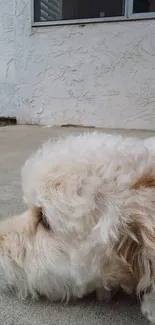 Dog lying peacefully outdoors against a textured wall.