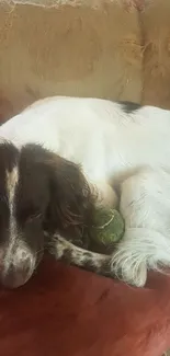 Dog peacefully sleeping on a couch with a ball, creating a cozy ambiance.