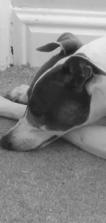 Black and white wallpaper of a peacefully resting dog on a carpet.