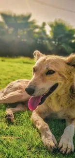 Dog lying on green grass under sunlight.