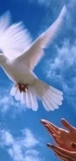 White dove soaring in clear blue sky with open hands below.