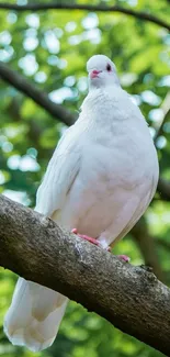 White dove perched on a tree branch in a lush green setting.