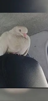 Serene dove resting on a car seat in a tranquil setting.