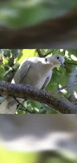 A peaceful dove resting on a tree branch surrounded by green leaves.