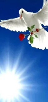 White dove flying with a rose in a bright blue sky.