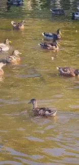 Mobile wallpaper of ducks swimming in a tranquil pond.