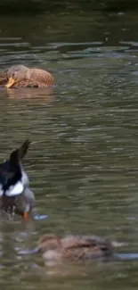 Ducks gracefully floating on a calm, olive green lake.