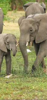 Calm elephants grazing in their natural surroundings.