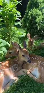 Two fawns resting among lush green plants.