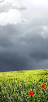 Green field under gray sky with red flowers.