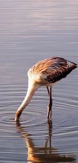 Flamingo gracefully dipping into the serene lake water.