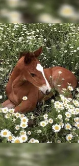 A foal rests peacefully among white daisies in a lush green meadow.