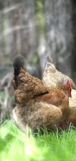 Chickens roaming in a lush forest setting, vibrant green grass.