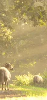 Sheep grazing peacefully in a sunlit forest with lush greenery.