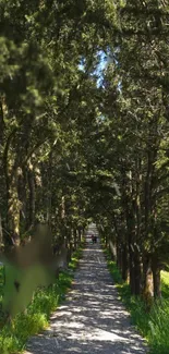 Serene forest path with tall trees for a calming mobile wallpaper.