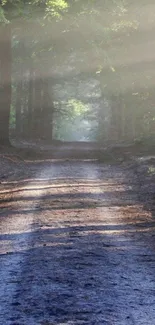 Serene misty forest path with morning light.