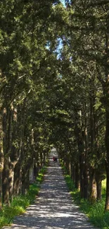 Serene green path through dense trees, perfect for mobile wallpaper.