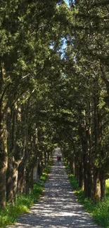 Tranquil tree-lined pathway in a lush green forest, ideal for mobile wallpaper.