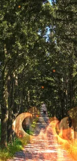 Serene path through a lush green forest in daylight.