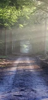 Peaceful forest pathway with sunlight filtering through trees.