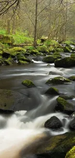 A serene forest stream with lush greenery and gentle flowing water.