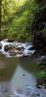 A serene forest stream with lush greenery and gentle flowing water.