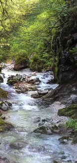 Tranquil forest stream with lush green surroundings.