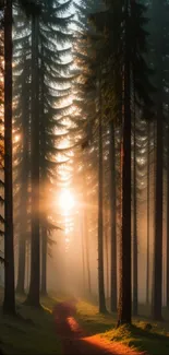 Sunrise in a serene forest with a misty path and tall trees.