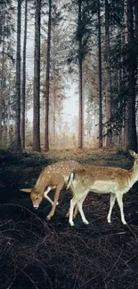 Deer standing in a tranquil forest clearing.