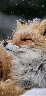 Peaceful fox resting in snowy landscape.