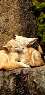 Two foxes resting on a large rock in a forested area.