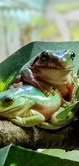 Two colorful frogs resting on jungle leaves in a lush environment.