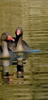 Two geese swimming elegantly on a serene, olive-green lake.