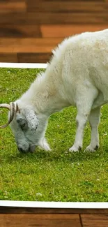 Goat grazing peacefully on lush green grass by wooden floor.