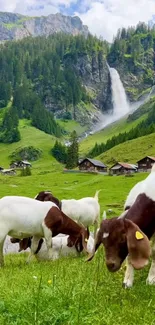 Goats grazing in a lush green mountain meadow with a waterfall in the background.