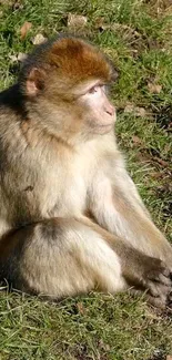 Golden monkey sitting on green grass in sunlight.