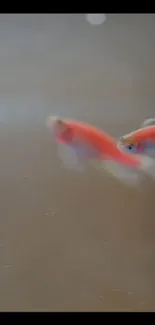 Two goldfish swimming peacefully in aquarium.