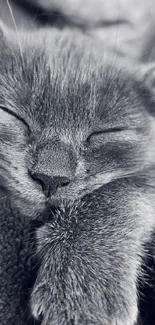 Gray kitten peacefully sleeping on a dark blanket.