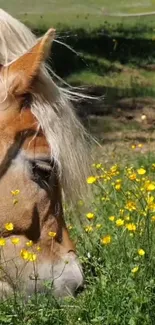 Horse grazing near yellow flowers in a green meadow.