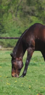 Brown horse grazing in lush green field with yellow flowers.