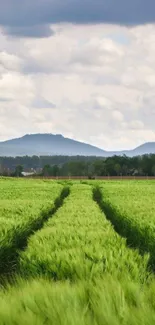 Serene green field under a cloudy sky with distant hills.