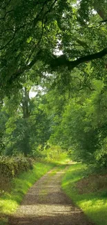 Serene forest path under lush green canopy.