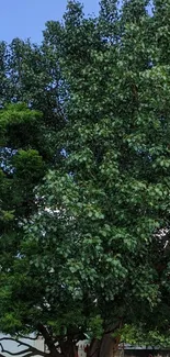 Lush green tree beneath a clear blue sky.